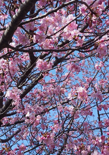 大草理乙子『理乙子♡温故知新』