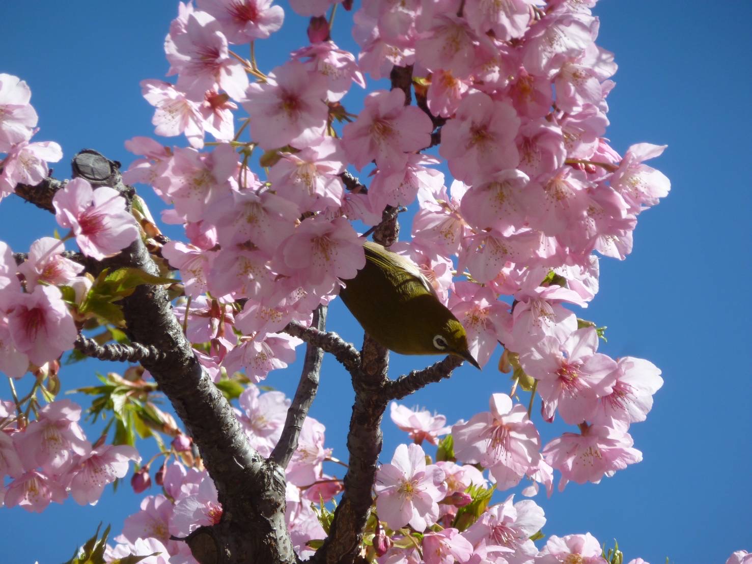 大草理乙子『理乙子♡温故知新』